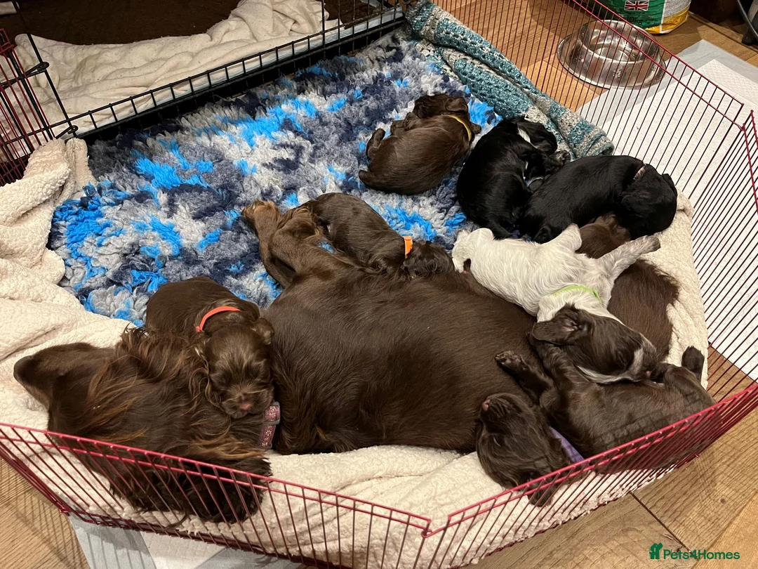Cocker Spaniel dogs for sale: WCS puppies from amazing breed lines - Advert 1