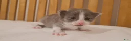 Mixed Breed cats for sale: 3 cute cuddly kittens for sale - Advert 12