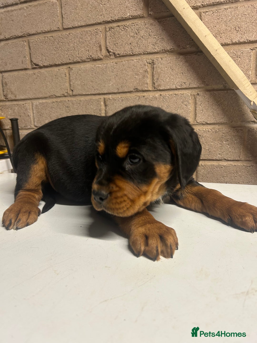 Mixed Breed dogs for sale: Cocker spaniel/Rottweiler  - Advert 8