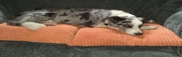 Border Collie dogs for sale: Blue merle bi eyed male for rehome in Huddersfield - Advert 4