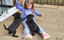 Labrador Retriever dogs for sale: Stunning litter Both Parents Health Tested - Image 24