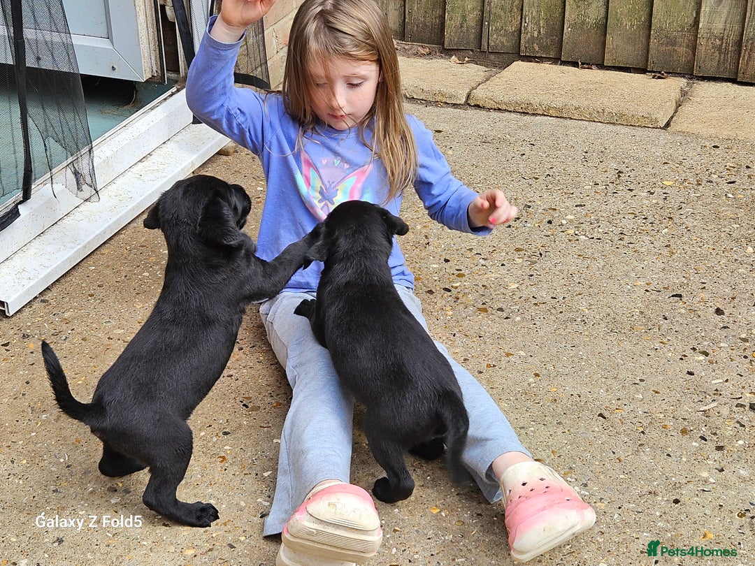 Labrador Retriever dogs for sale: Stunning litter Both Parents Health Tested - Image 24