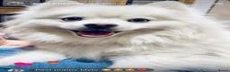 Pomsky dogs for sale: Pomsky Puppies (3) - Advert 26