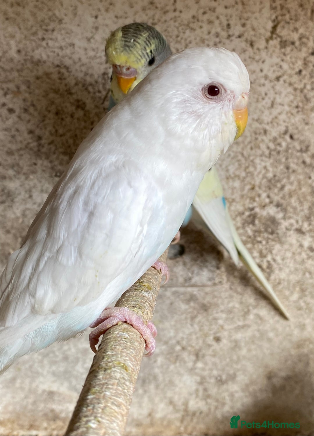 Budgerigars birds for sale: Beautiful Budgies - Image 12