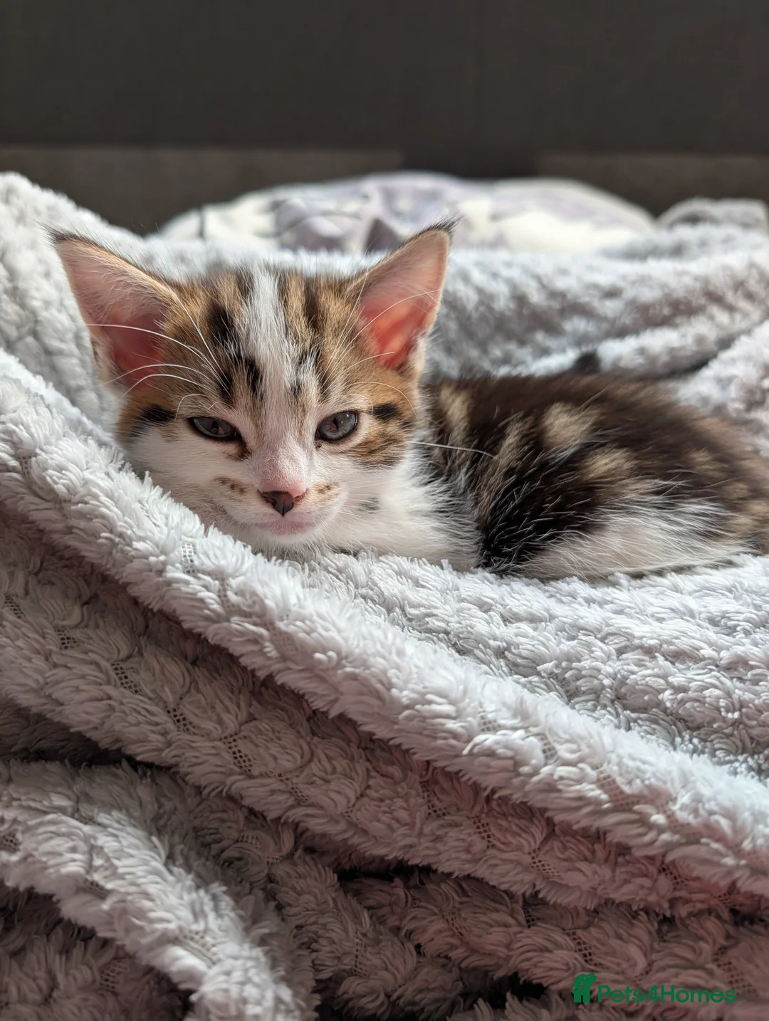 Mixed Breed cats for sale: Beautiful kittens  in Southampton - Advert 21