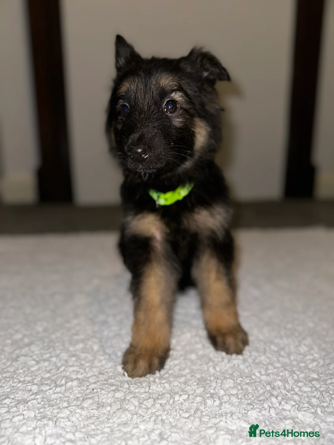 German Shepherd dogs for sale:  Long-Haired German Shepherd Puppies - Advert 7