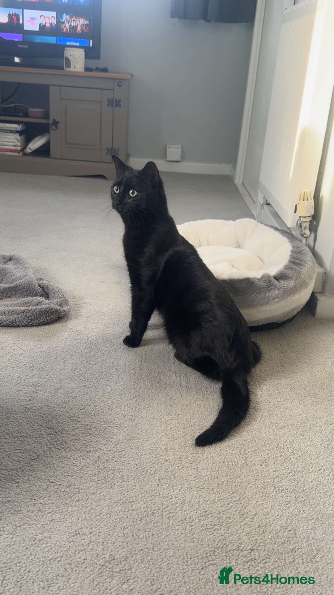 Bombay cats for sale: Urgent Bombay cat for sale  - Image 4