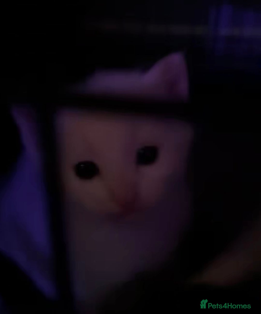 British Shorthair cats for sale: 3 stunningly gorgeous baby’s  - Advert 8