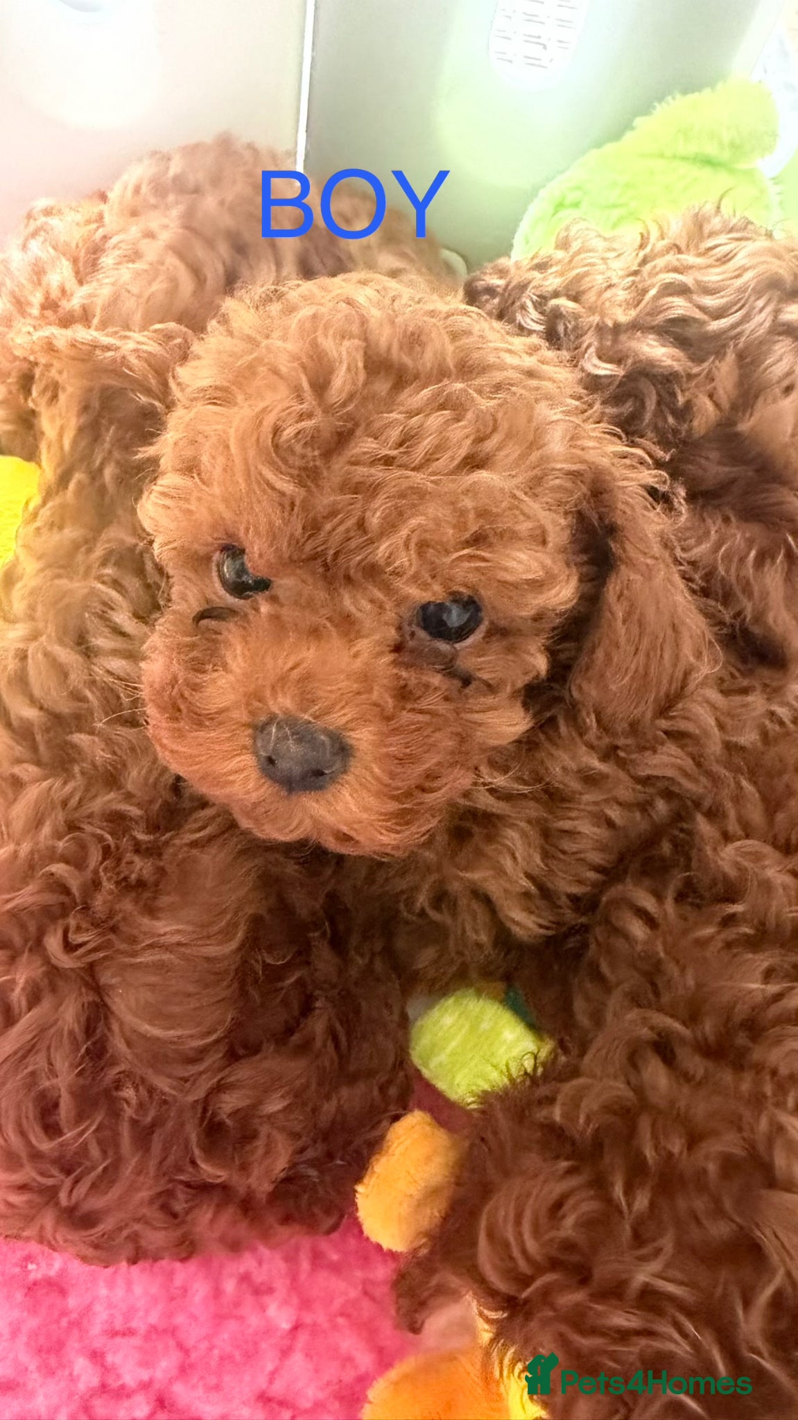 Toy Poodle dogs Last Girl and Boy Asian/toy poodle DNA tested - Advert 15