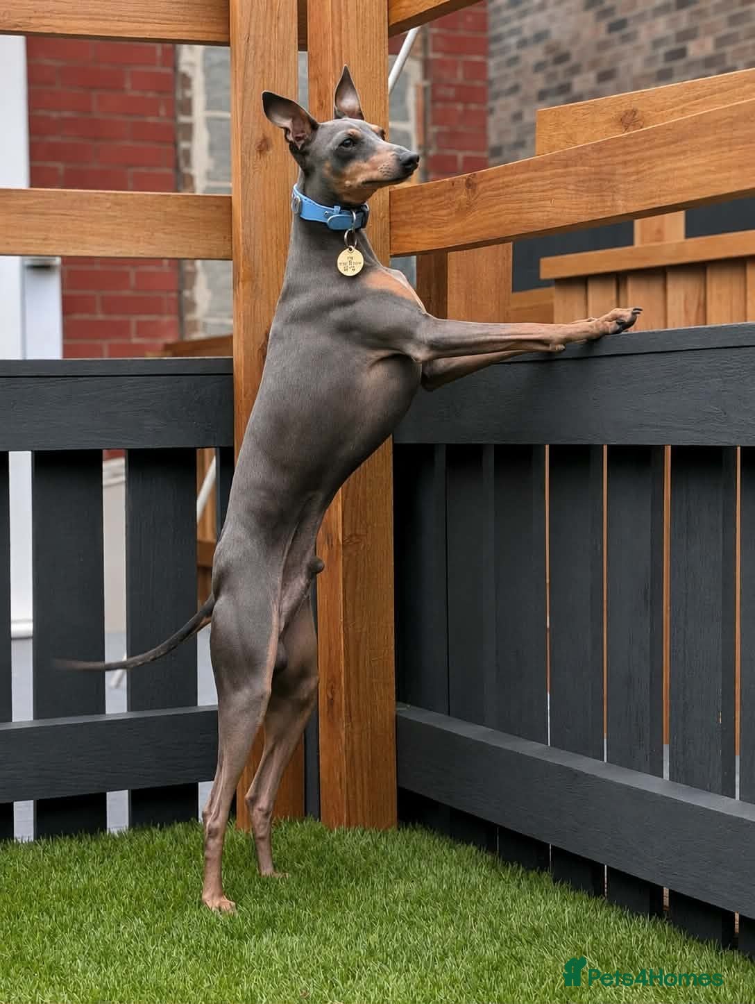 Italian Greyhound dogs KC registered Italian greyhound for stud - Advert 2