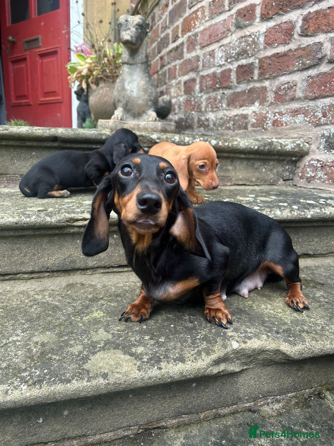 Miniature Dachshund dogs for sale: Top Quality KC Reg Pra clear Mini Dachshund Pups - Image 5