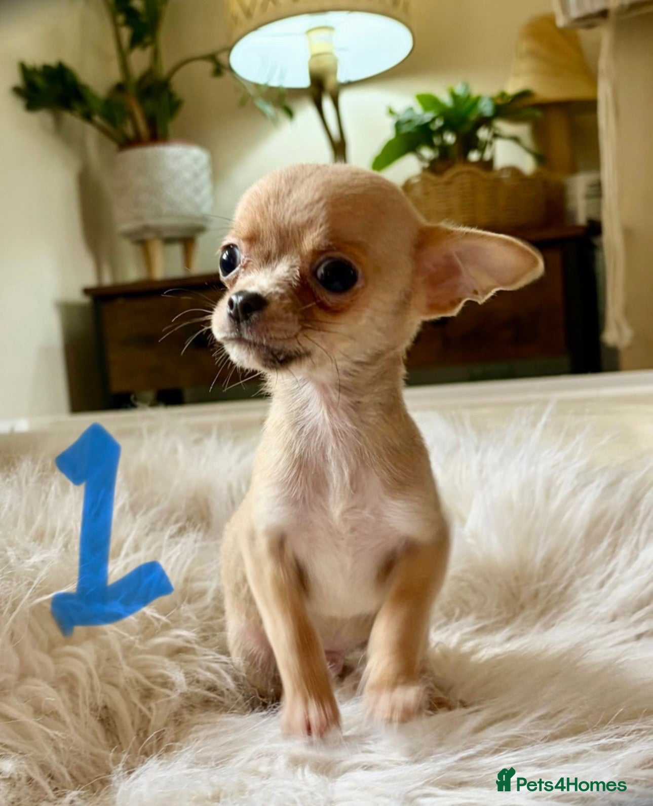 Chihuahua dogs Tiny chihuahua puppies - Advert 1