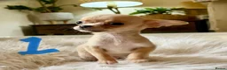 Chihuahua dogs for sale: Tiny chihuahua puppies - Advert 1