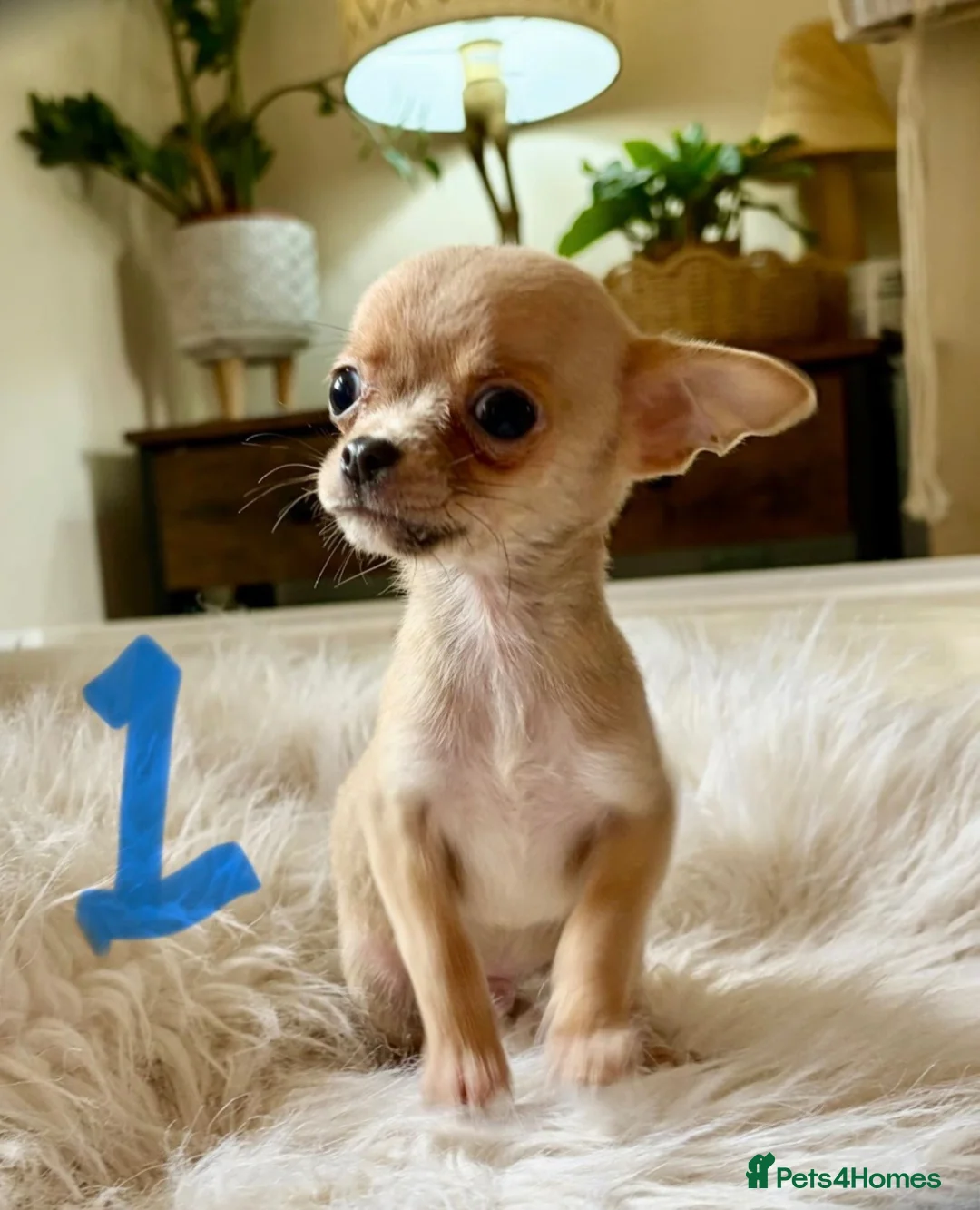 Chihuahua dogs for sale: Tiny chihuahua puppies - Advert 1