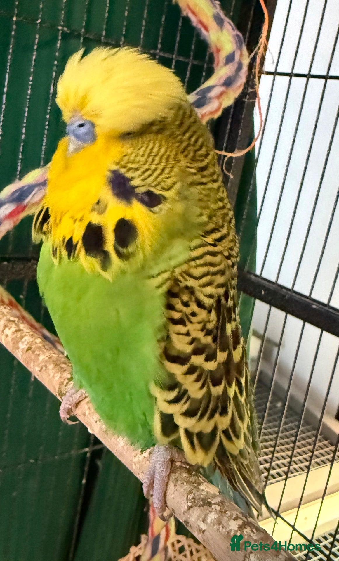 Budgerigars birds Pair English Budgie Boys, Bright Green & Olive - Advert 2