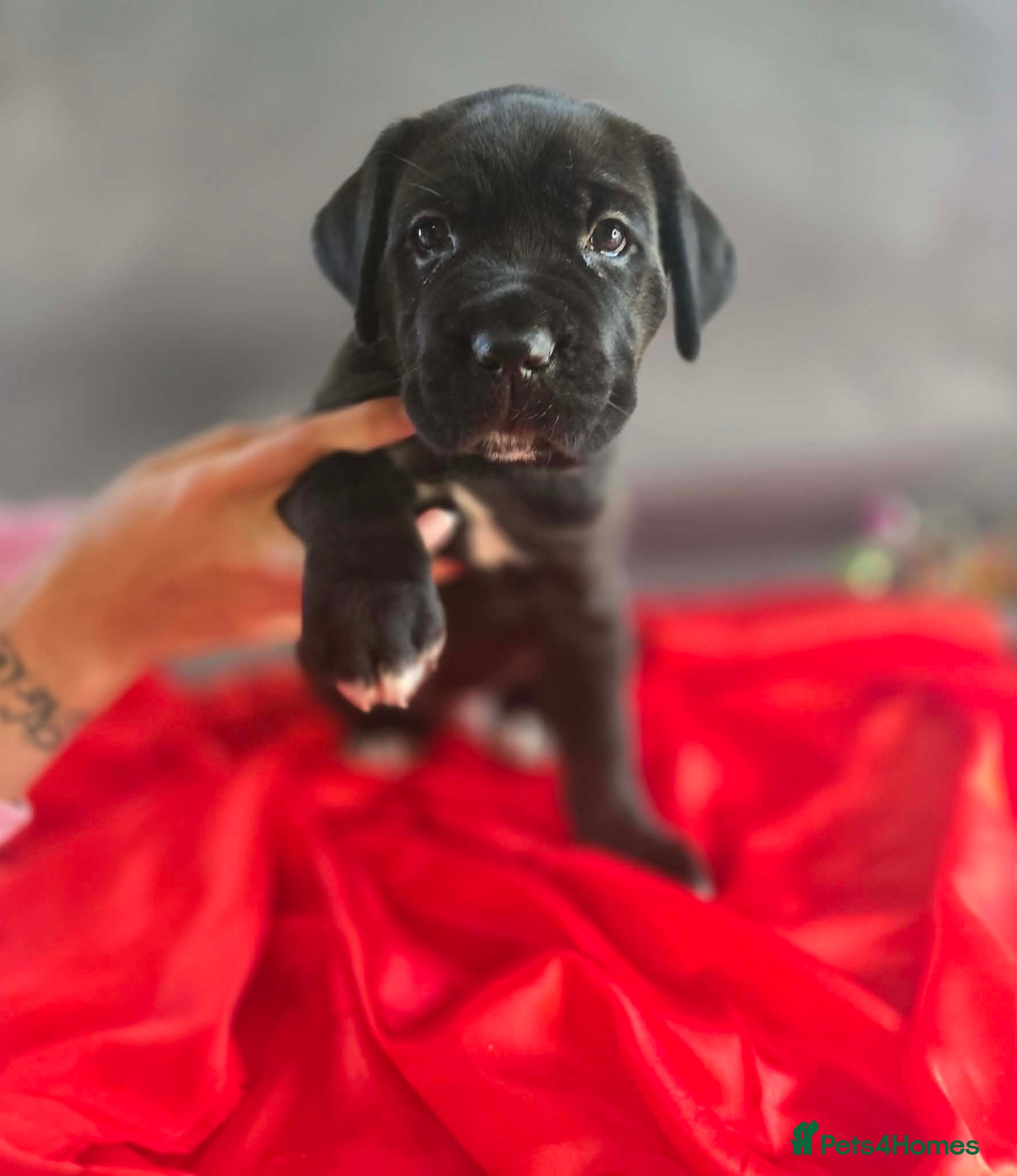 Cane Corso dogs Cane corso puppies - Advert 17