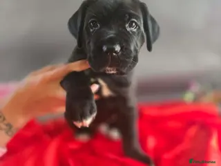 Cane Corso dogs Cane corso puppies - Advert 17
