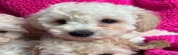 Poochon dogs for sale: 🌺3 POOCHON GIRLS in CHESHIRE🌺-Ready Fri  - Advert 13