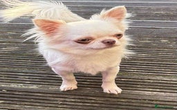 Chihuahua dogs for stud: Stunning chihuahua  stud boy in Doncaster - Image 2