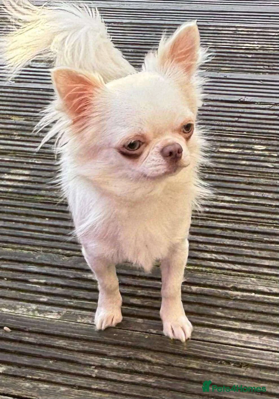 Chihuahua dogs for stud: Stunning chihuahua  stud boy in Doncaster - Advert 2