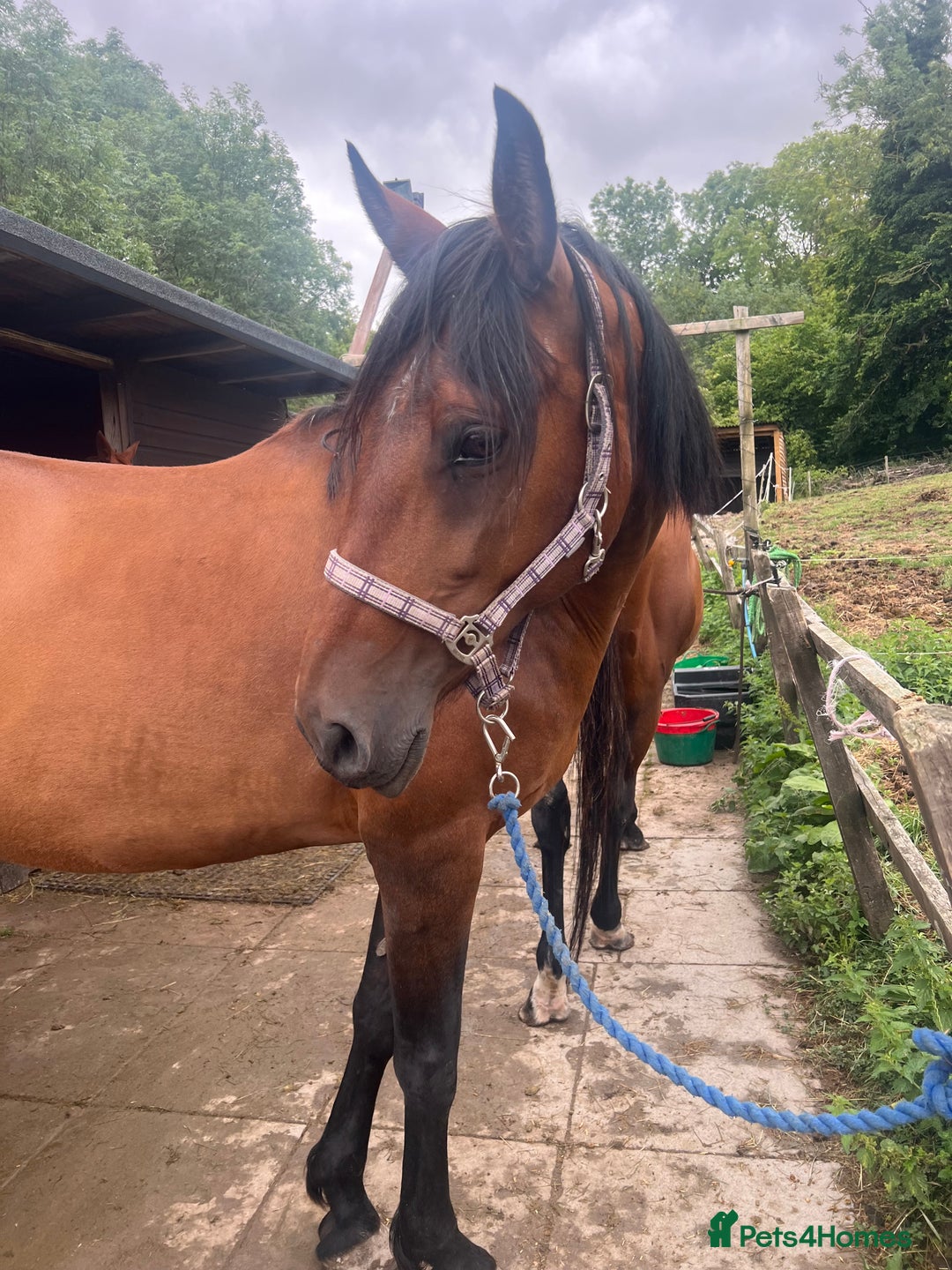 American Standardbred horses for sale: Bonnie ❤️🐴 - Image 12
