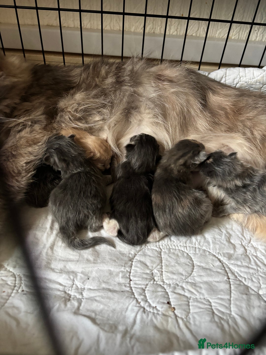 Maine Coon cats for sale: 5 Maine coon babies  - Advert 31