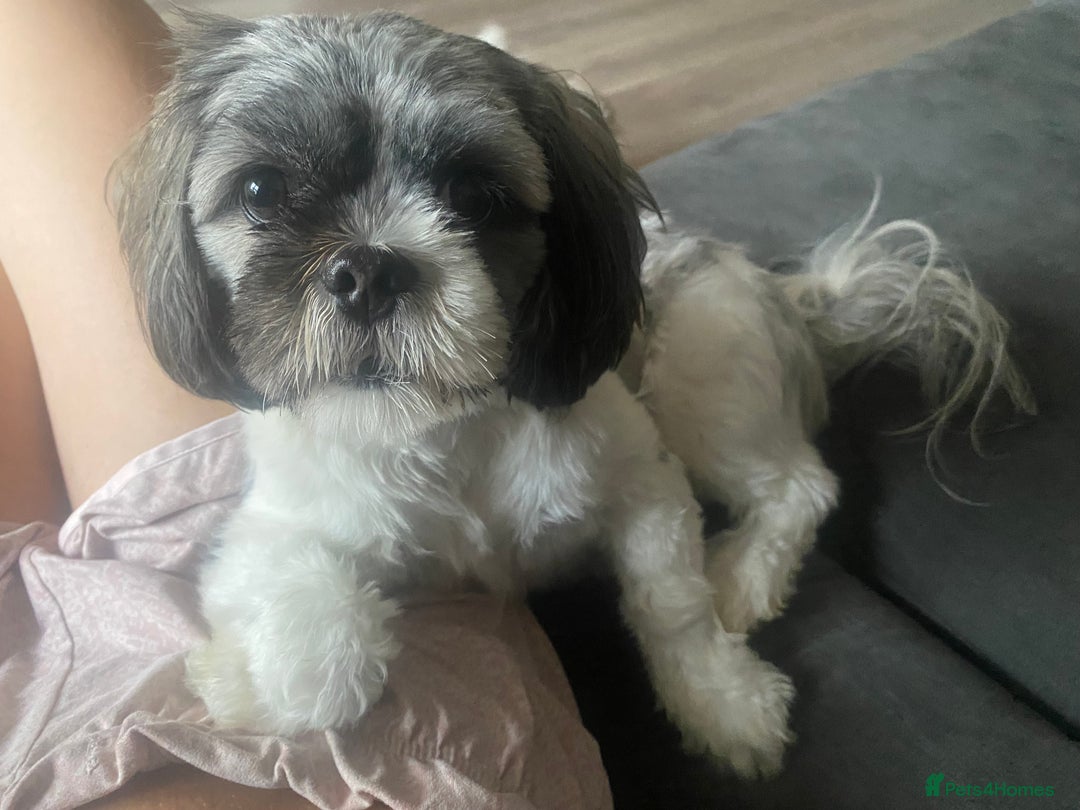 Mixed Breed dogs for sale: 4 beautiful shihapso puppies female - Advert 2