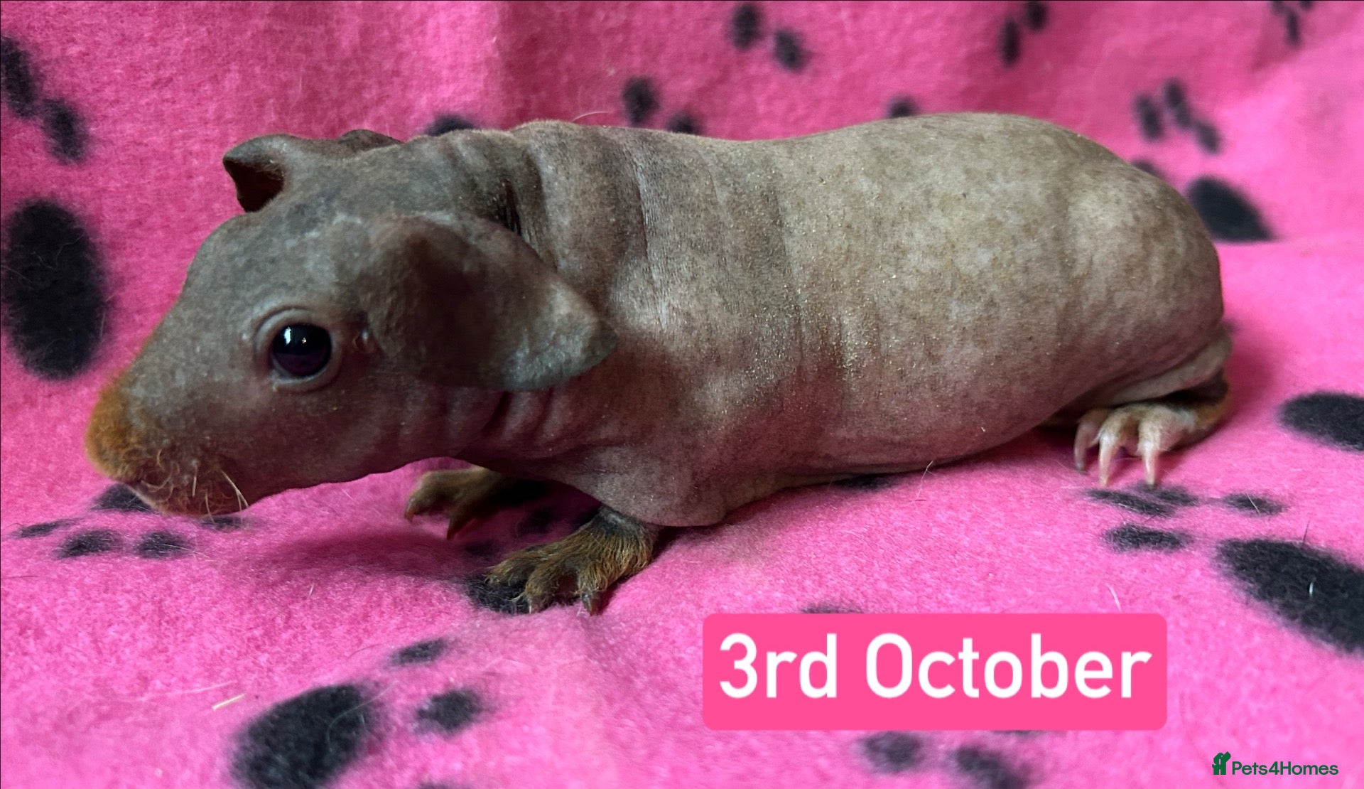 Guinea Pig rodents Skinny Pig Sows  - Advert 4