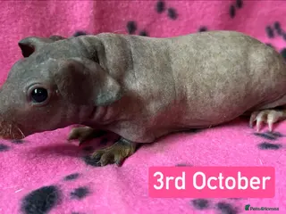 Guinea Pig rodents Skinny Pig Sows - Advert 4