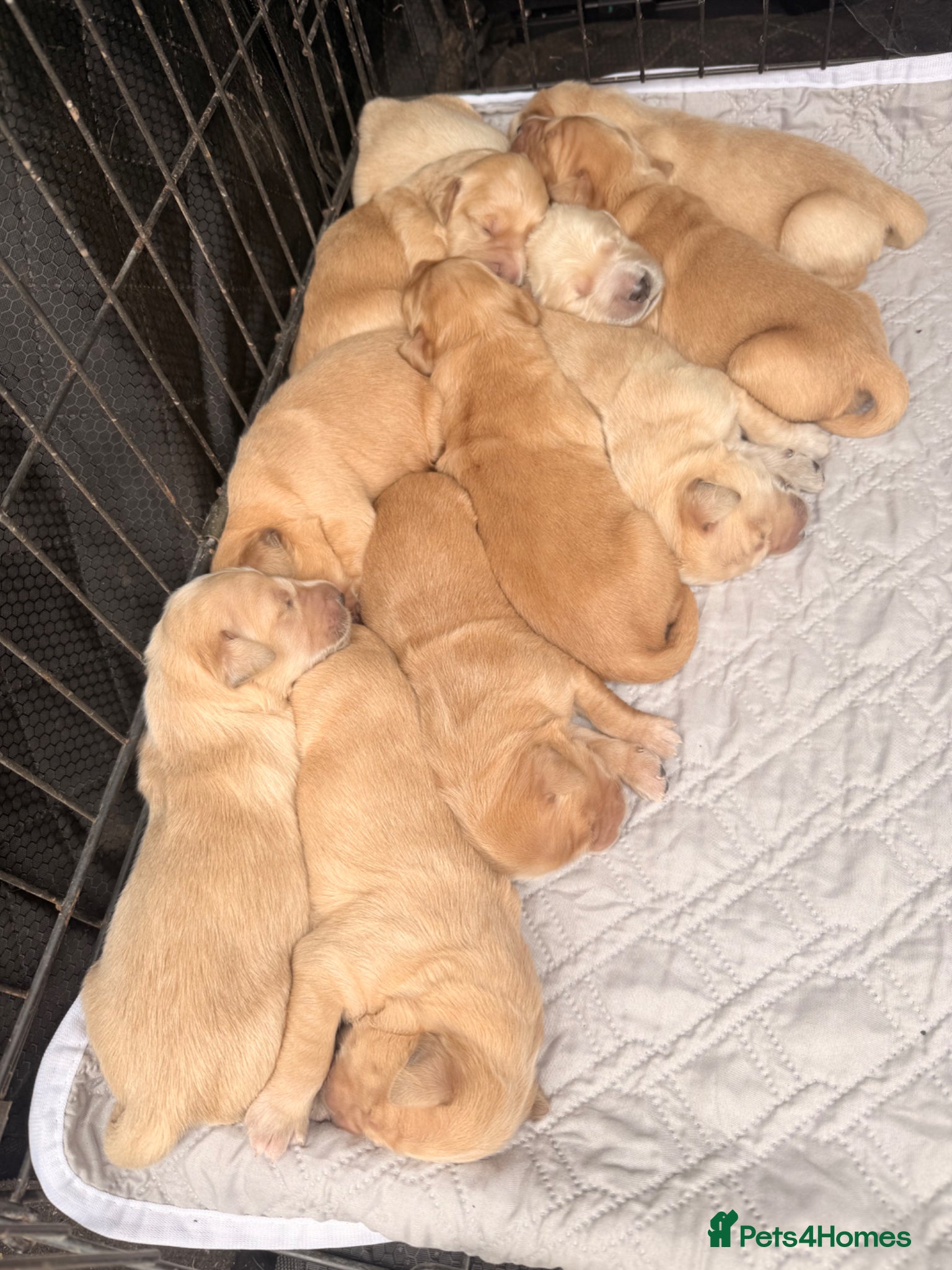 Golden Retriever dogs for sale: Beautiful Golden Retriever Puppys - Advert 18