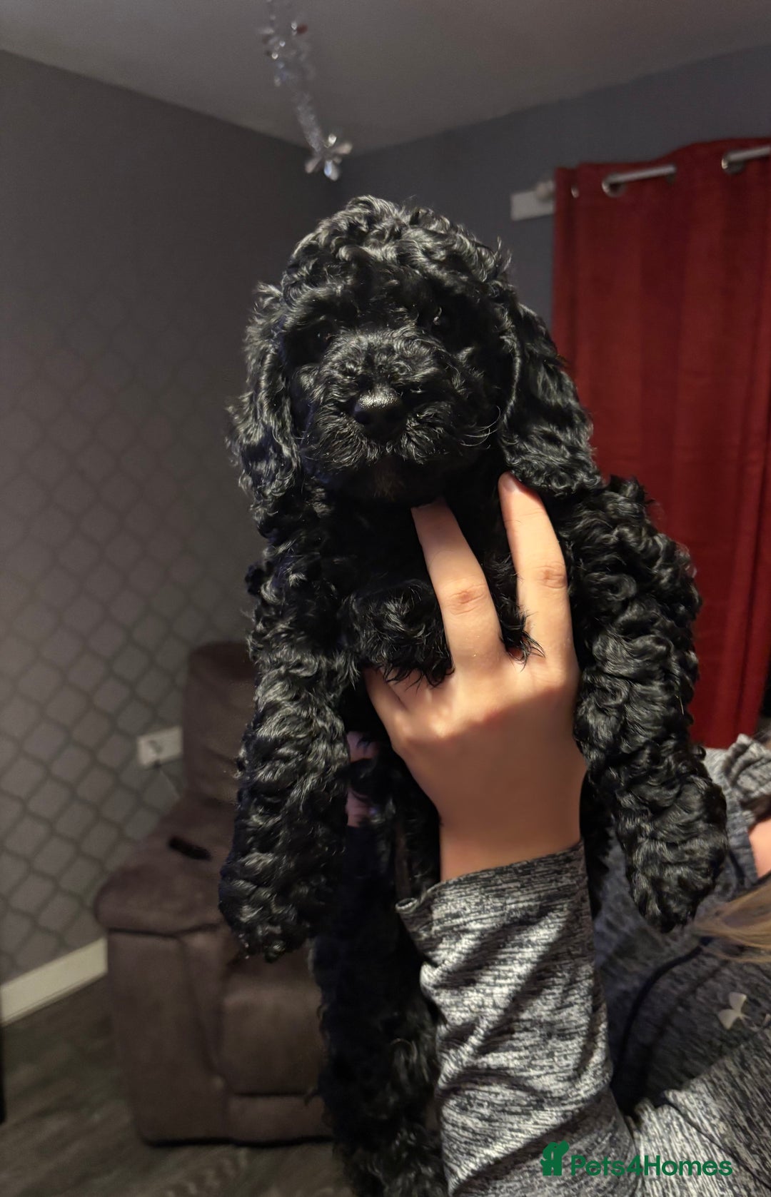 Cockapoo dogs for sale: 🐾 F2 COCKAPOO PUPPIES 🐾 - Advert 7