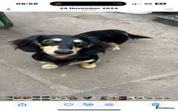 Miniature Dachshund dogs for sale: Beautiful Cream long haired Dachshunds  - Image 15