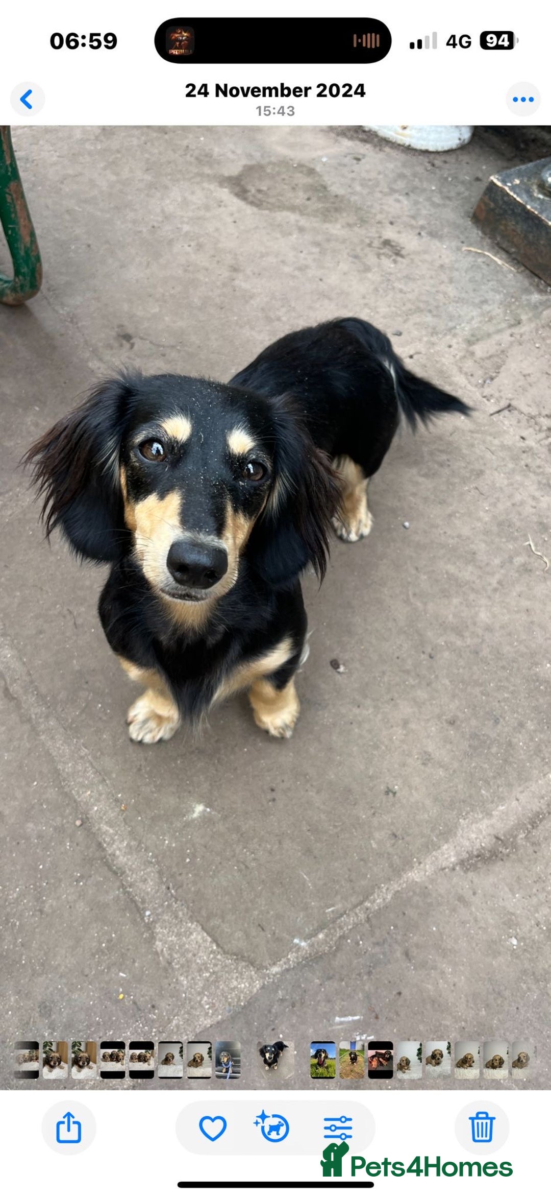 Miniature Dachshund dogs for sale: Beautiful Cream long haired Dachshunds  - Image 15