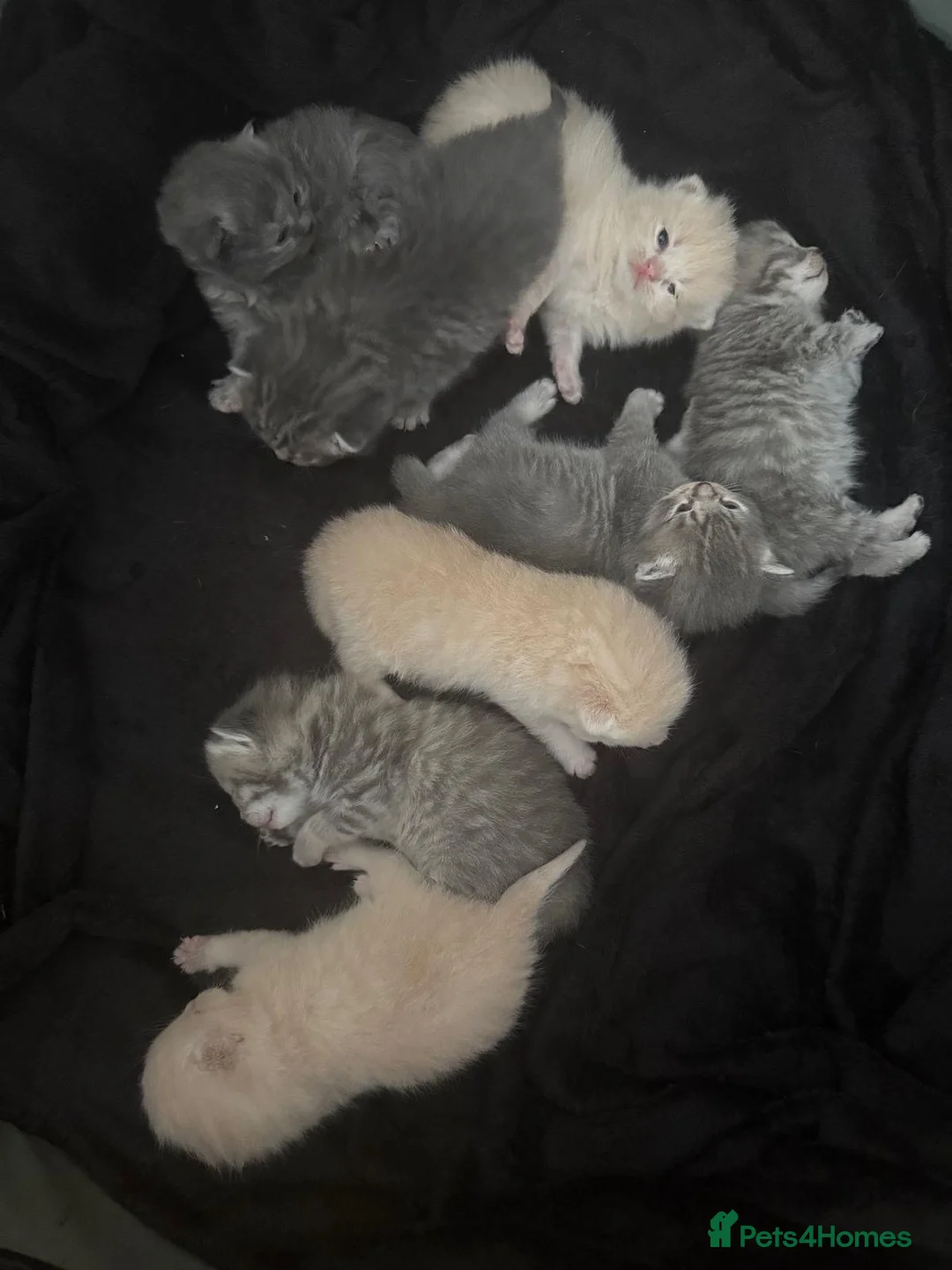 British Shorthair cats for sale: Beautiful British short hair boy  in Manchester - Advert 2