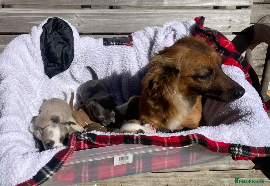 Jack Russell dogs for sale: Jack Russell puppies blue and white - Advert 1