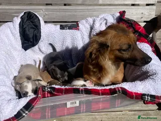 Jack Russell dogs Jack Russell puppies blue and white - Advert 1