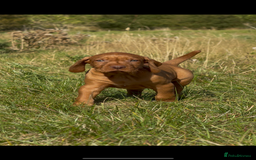 Hungarian Vizsla dogs for sale: Wirehaired Vizsla’s - Image 7