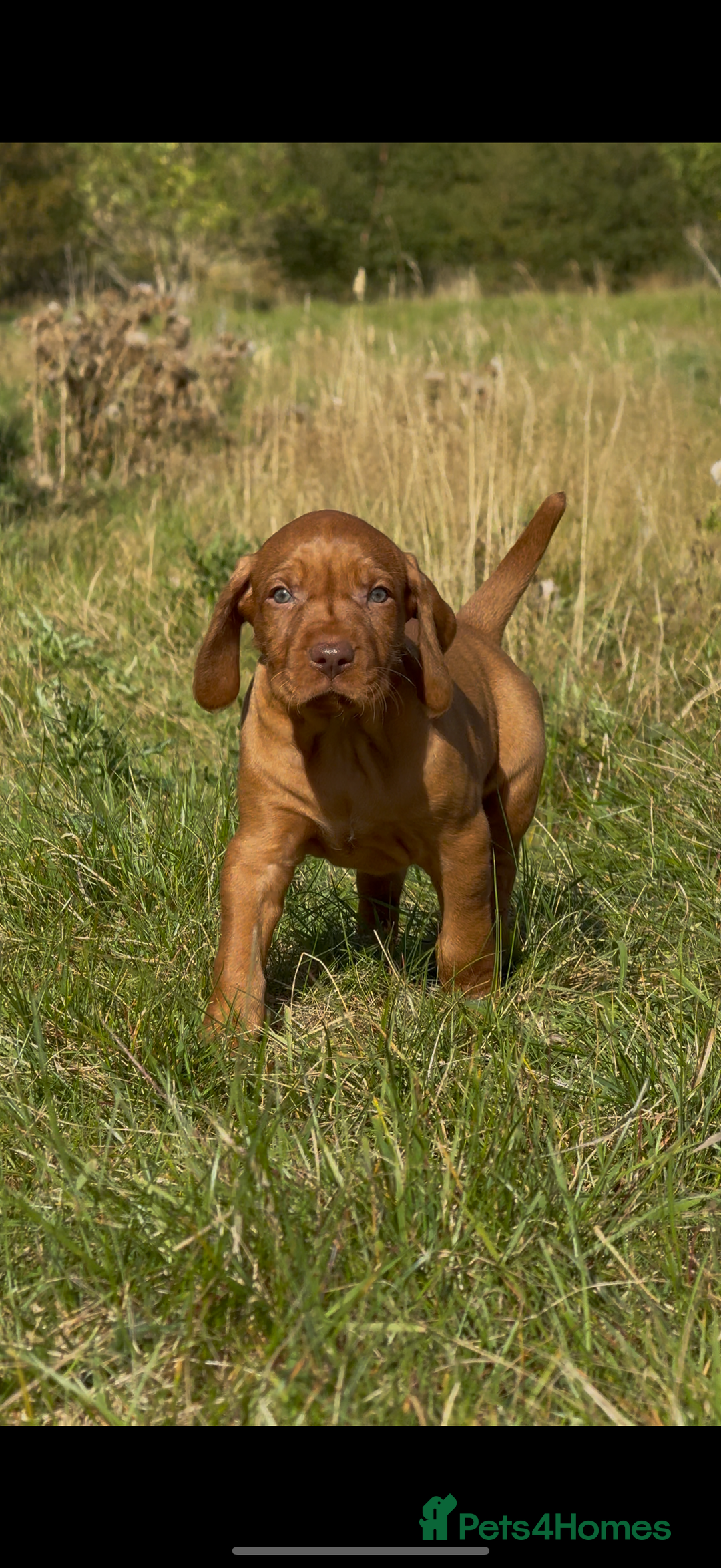 Hungarian Vizsla dogs for sale: Wirehaired Vizsla’s - Image 7