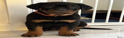Rottweiler dogs for sale: ROTTWEILER PUPPIES- READY NOW - ONLY ONE LEFT!! - Advert 2