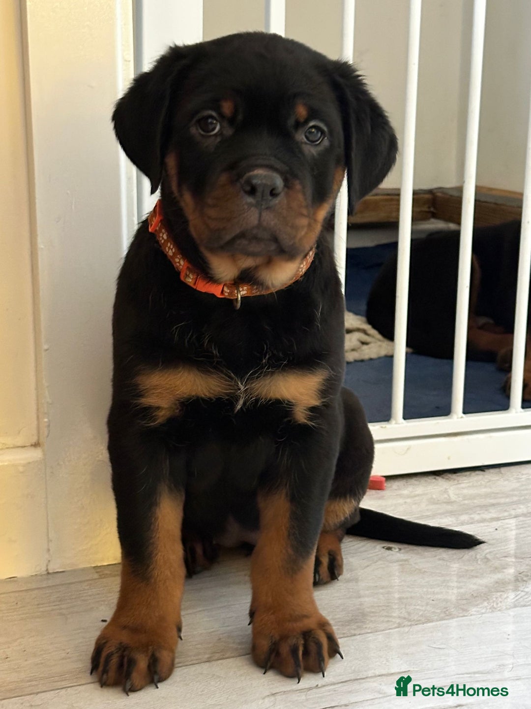 Rottweiler dogs for sale: ROTTWEILER PUPPIES- READY NOW - ONLY ONE LEFT!! - Advert 2