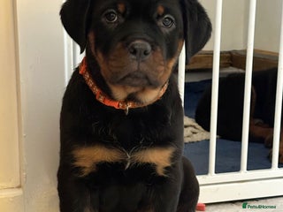 Rottweiler dogs ROTTWEILER PUPPIES- READY NOW 27/12 - Advert 17