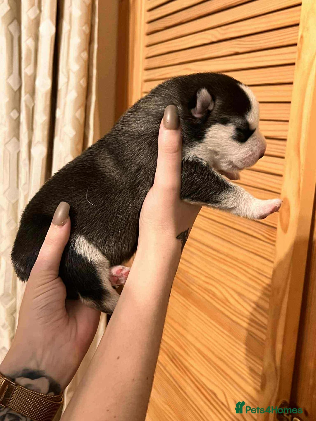 Siberian Husky dogs for sale: Siberian Husky Puppies - Advert 11