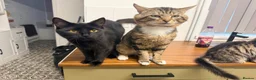 Maine Coon cats for sale: Maine coon x Bombay x Tabby - Advert 6
