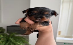 Yorkshire Terrier dogs for sale: ❤️Last girl available Miniature yorkshire terrier - Image 32