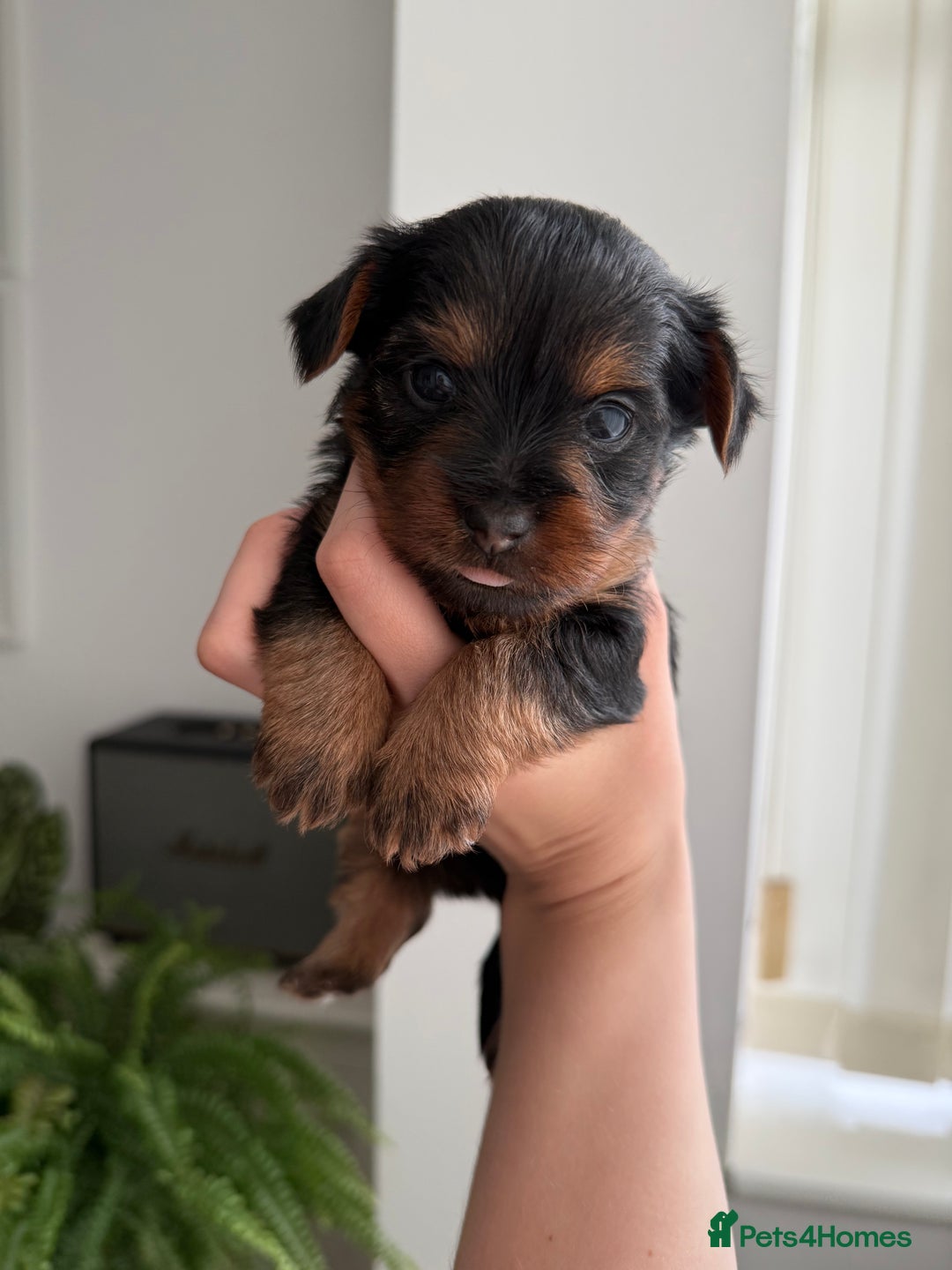 Yorkshire Terrier dogs for sale: ❤️Last girl available Miniature yorkshire terrier - Image 32