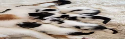 Mixed Breed cats for sale: 4 kittens available  in Bideford - Advert 5