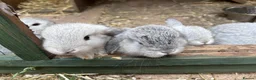 Mini Lop rabbits for sale: 6 mini lops for collection on 20th August 2026 - Advert 9