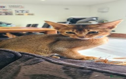 Abyssinian cats for sale: Last aby boy - Image 1