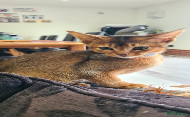 Abyssinian cats - Advert 1