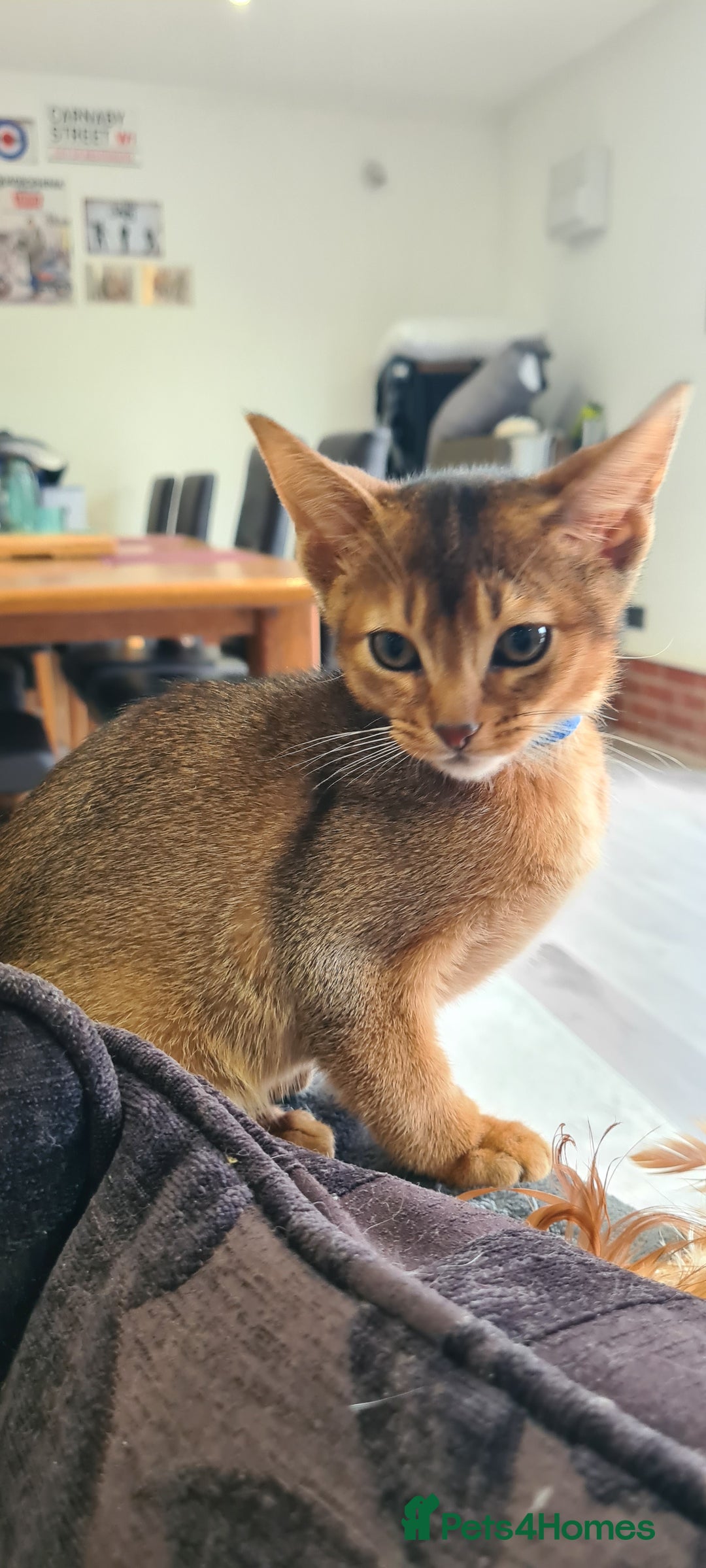 Abyssinian cats for sale: Last aby boy - Image 1